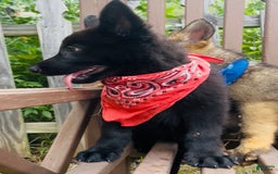 German Shepherd dogs for sale: Ellie - Image 7
