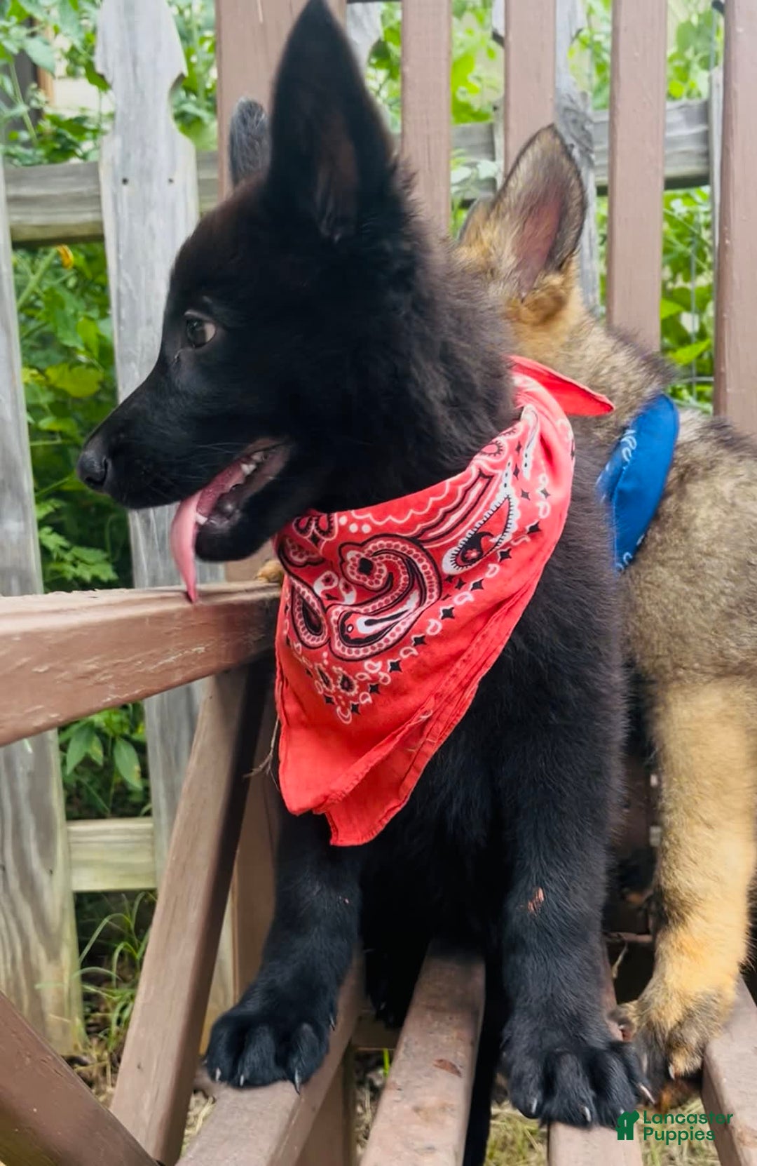 German Shepherd dogs for sale: Ellie - Image 7