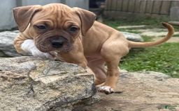 American Pit Bull Terrier dogs for sale: Spice - Image 8