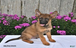 German Shepherd dogs for sale: Dakota - Image 3