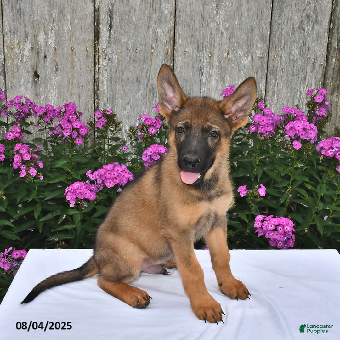German Shepherd dogs for sale: Dakota - Image 3