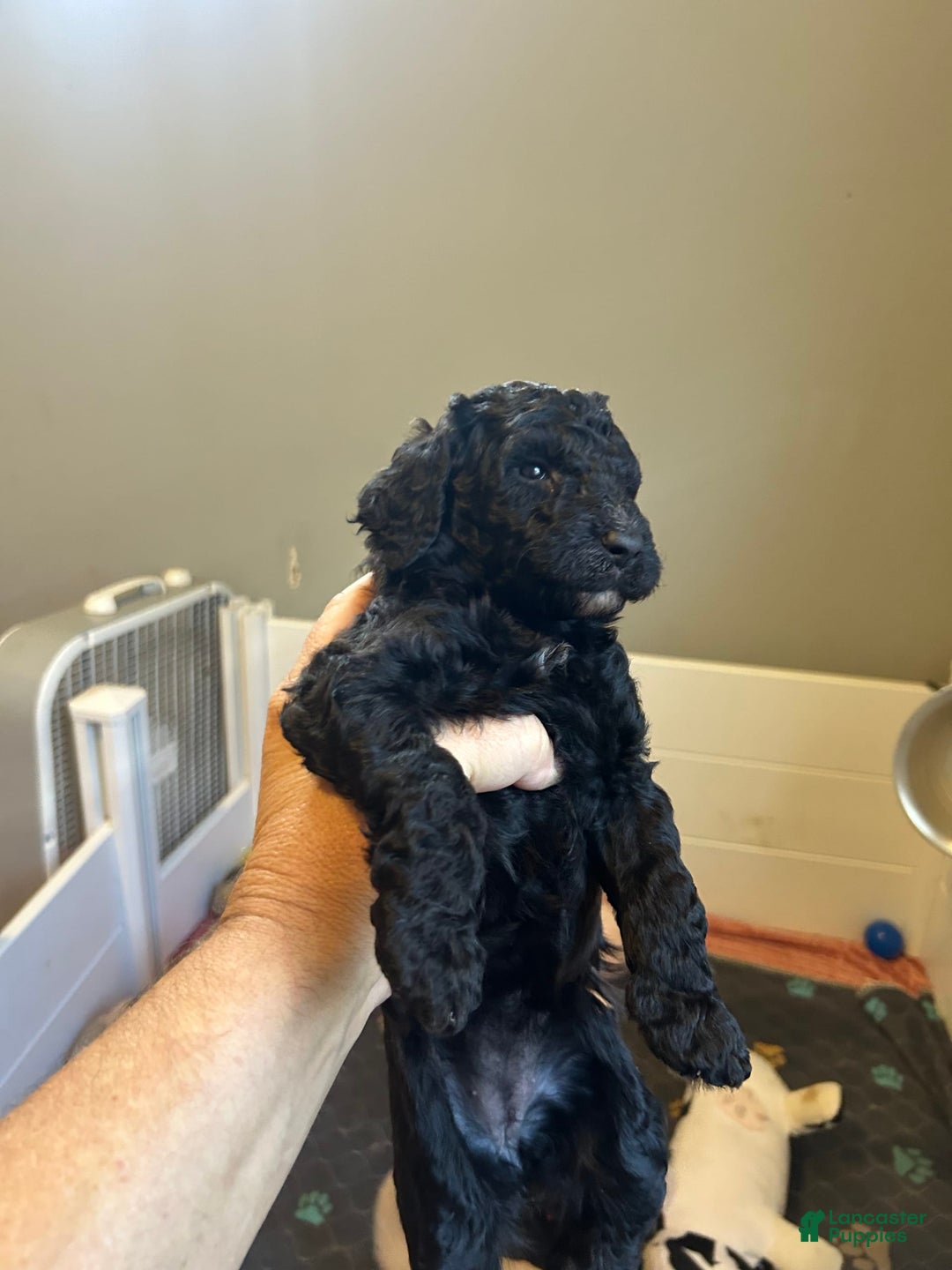 Goldendoodle dogs for sale: Lillies Litter - Image 3