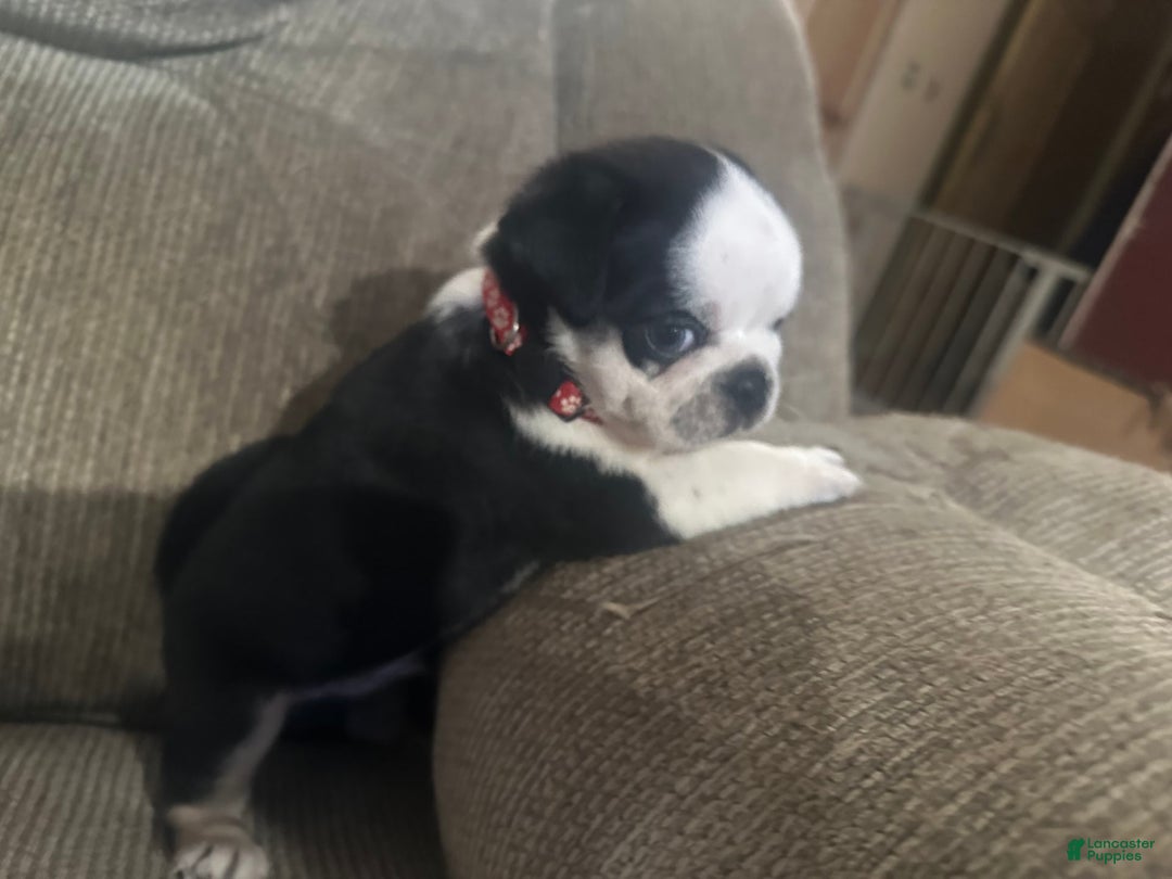 Pug dogs for sale: Panda - Image 2