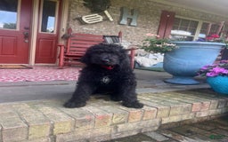 Labradoodle dogs for sale: Link - Image 5