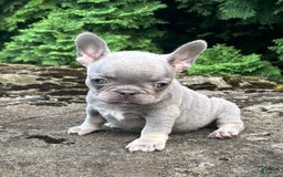 French Bulldog dogs for sale: Gia - Image 5