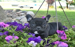 French Bulldog dogs for sale: Fancy - Image 3