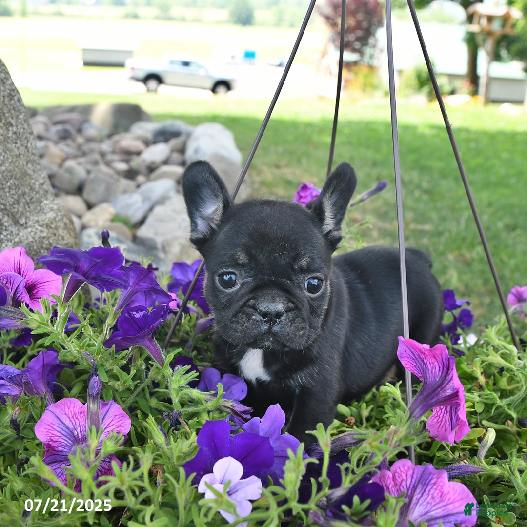 French Bulldog dogs for sale: Fancy - Image 3