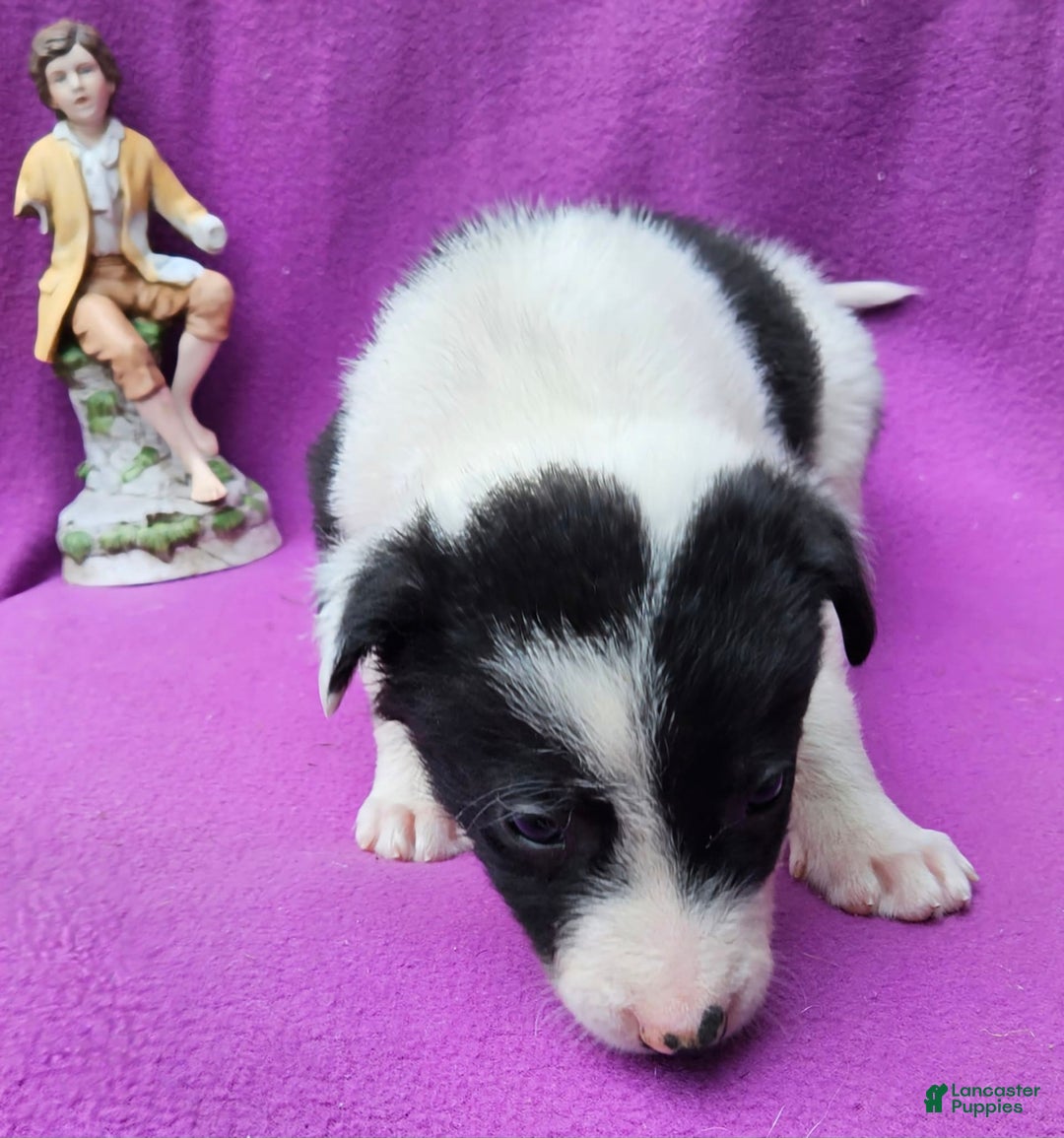 Border Collie dogs for sale: Fasti - Image 22