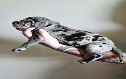 Great Dane dogs for sale: Green Collar - Image 2
