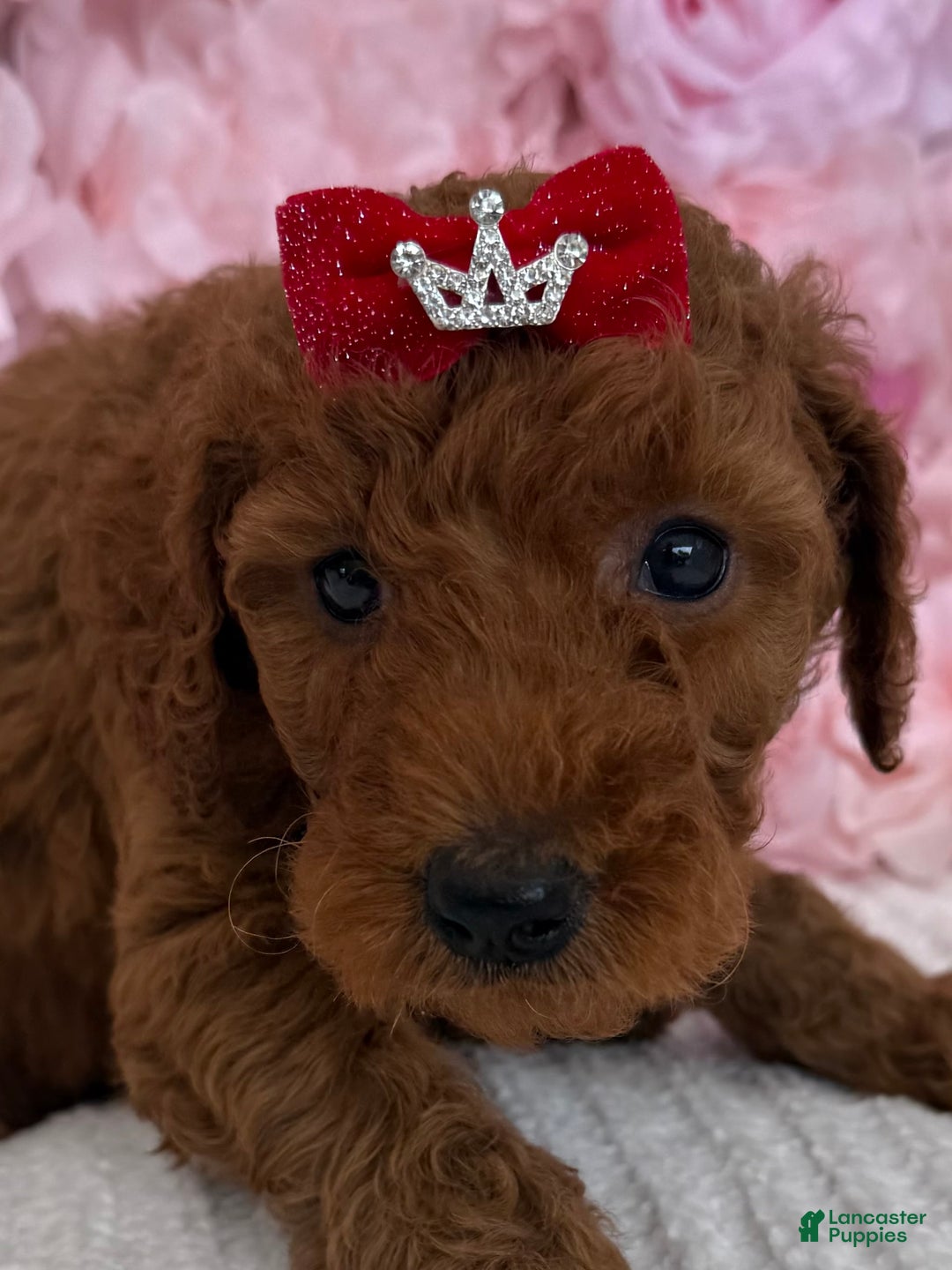 Standard Poodle dogs for sale: Ella AKC - Image 2