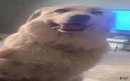 Great Pyrenees dogs for sale: Whiskey - Image 4