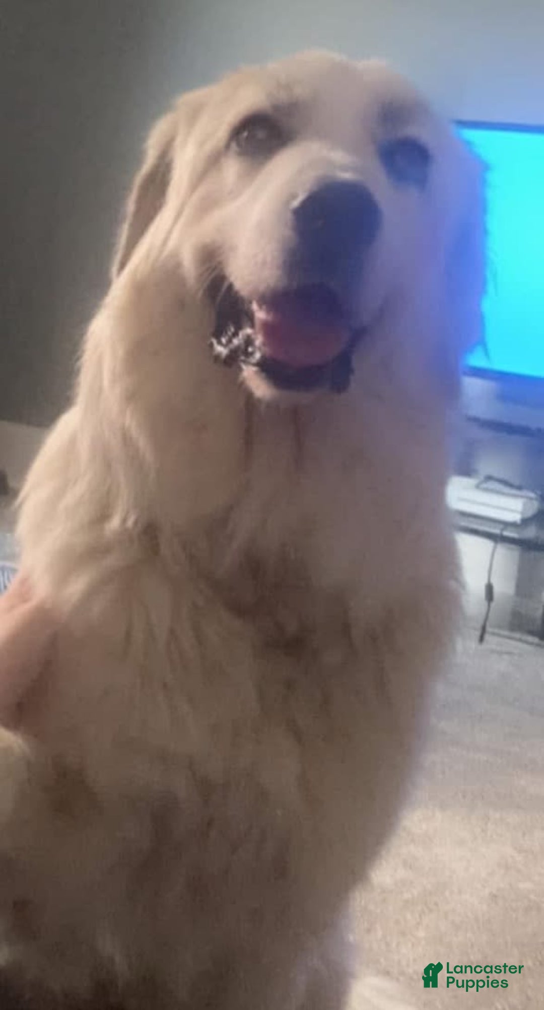 Great Pyrenees dogs for sale: Whiskey - Image 4