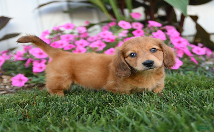 Miniature Dachshund dogs for sale - Ad 1