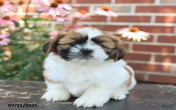 Shih Tzu dogs for sale: Dante - Image 2