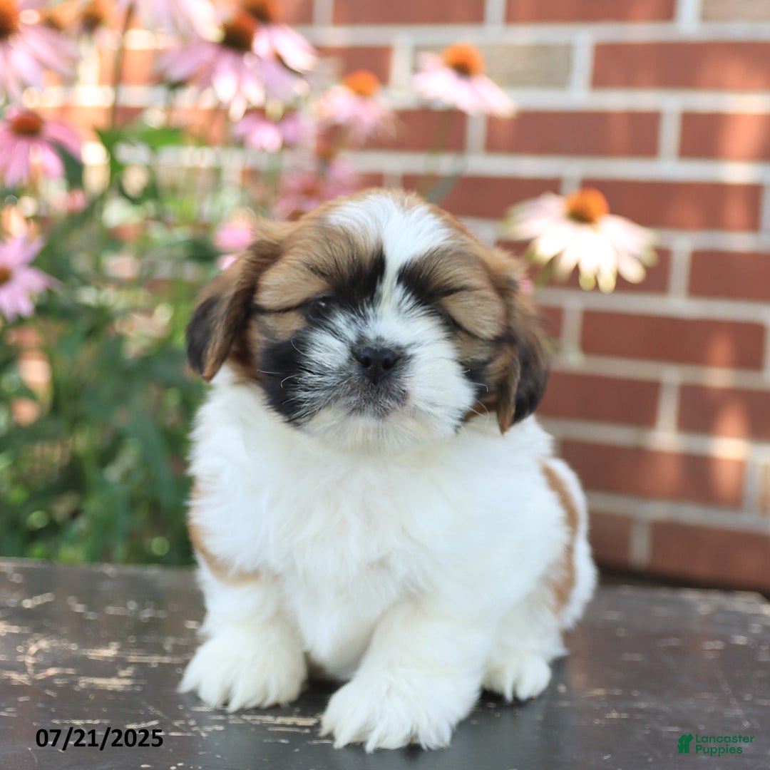 Shih Tzu dogs for sale: Dante - Image 2