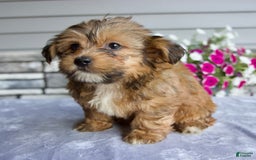 Shorkie dogs for sale: Everett - Image 2