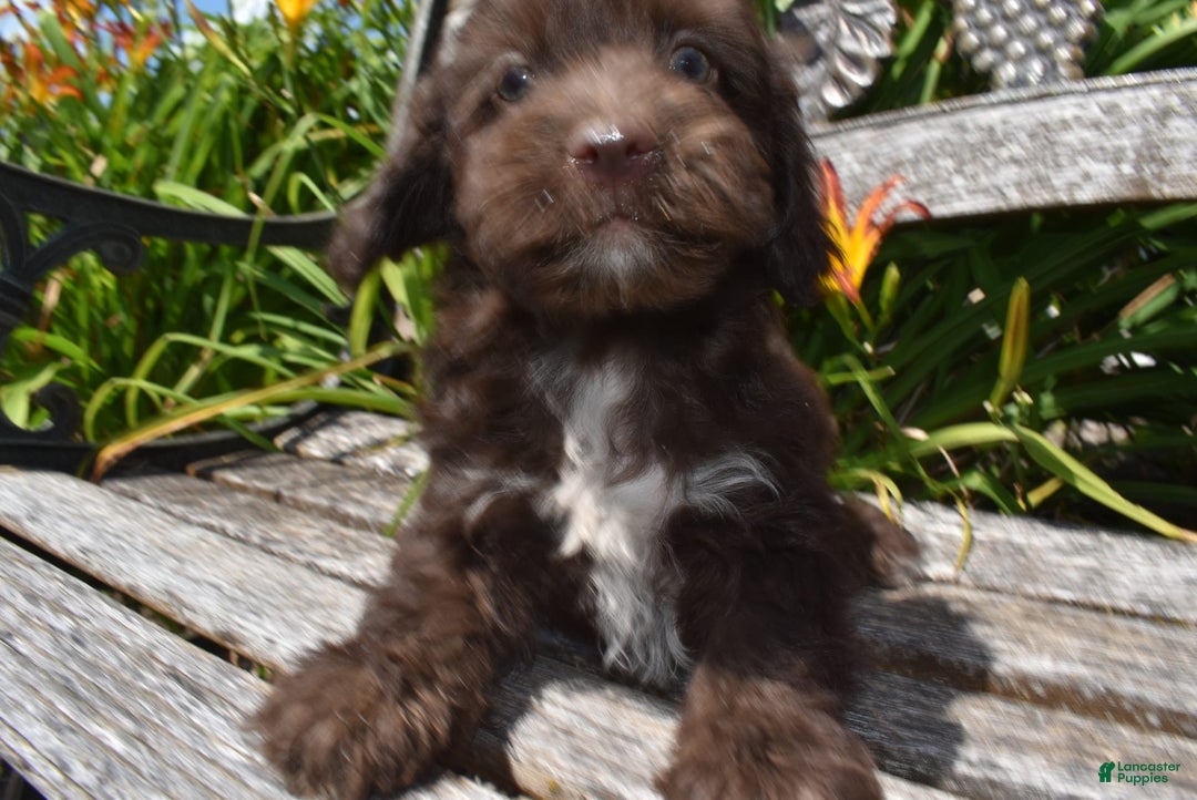 Havapoo dogs for sale: Armani - Image 13