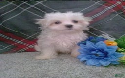 Maltese dogs for sale: Dawson - Image 5