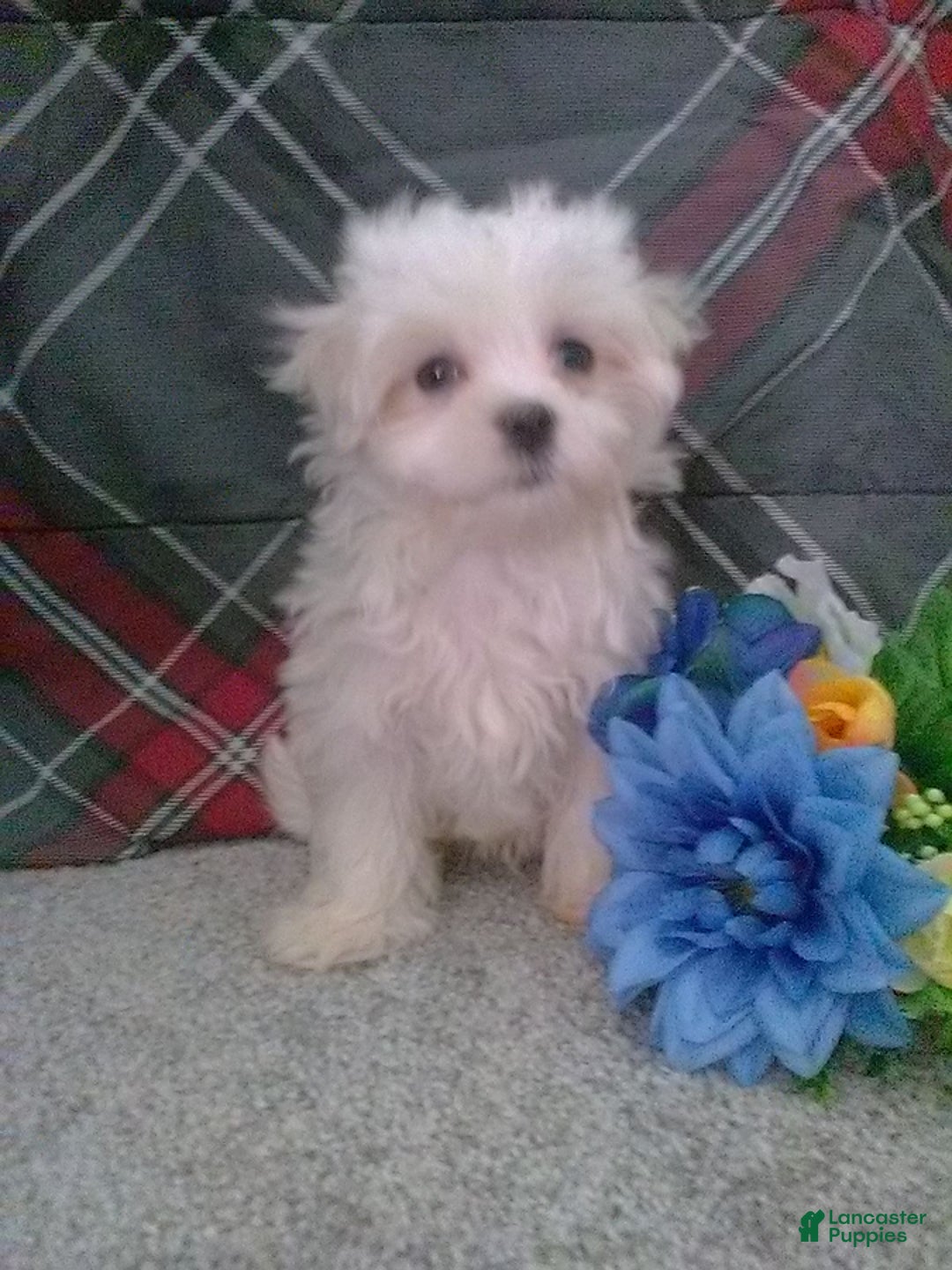 Maltese dogs for sale: Dawson - Image 5