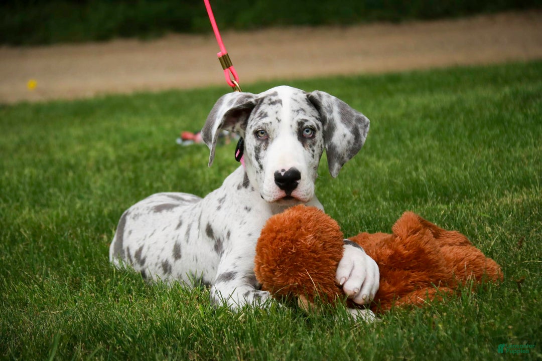 Great Dane dogs for sale: Joujou - Image 18