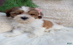 Teddy Bear dogs for sale: Teddy Bear 6 puppies - Image 13