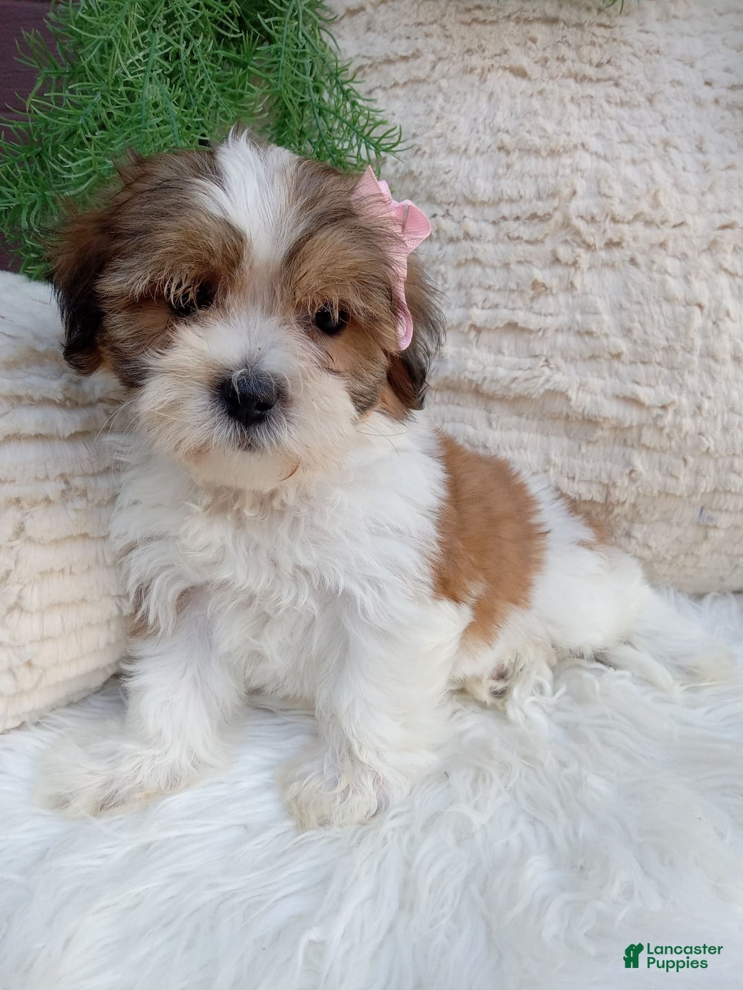 Teddy Bear dogs for sale: Teddy Bear 6 puppies - Image 13