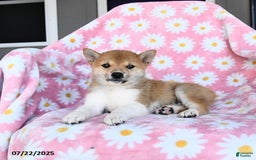 Shiba Inu dogs for sale: Mae - Image 3