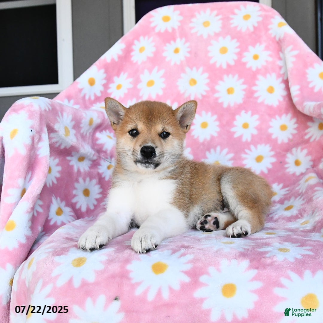 Shiba Inu dogs for sale: Mae - Image 3