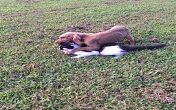 Bloodhound dogs for sale: Yellow - Image 3