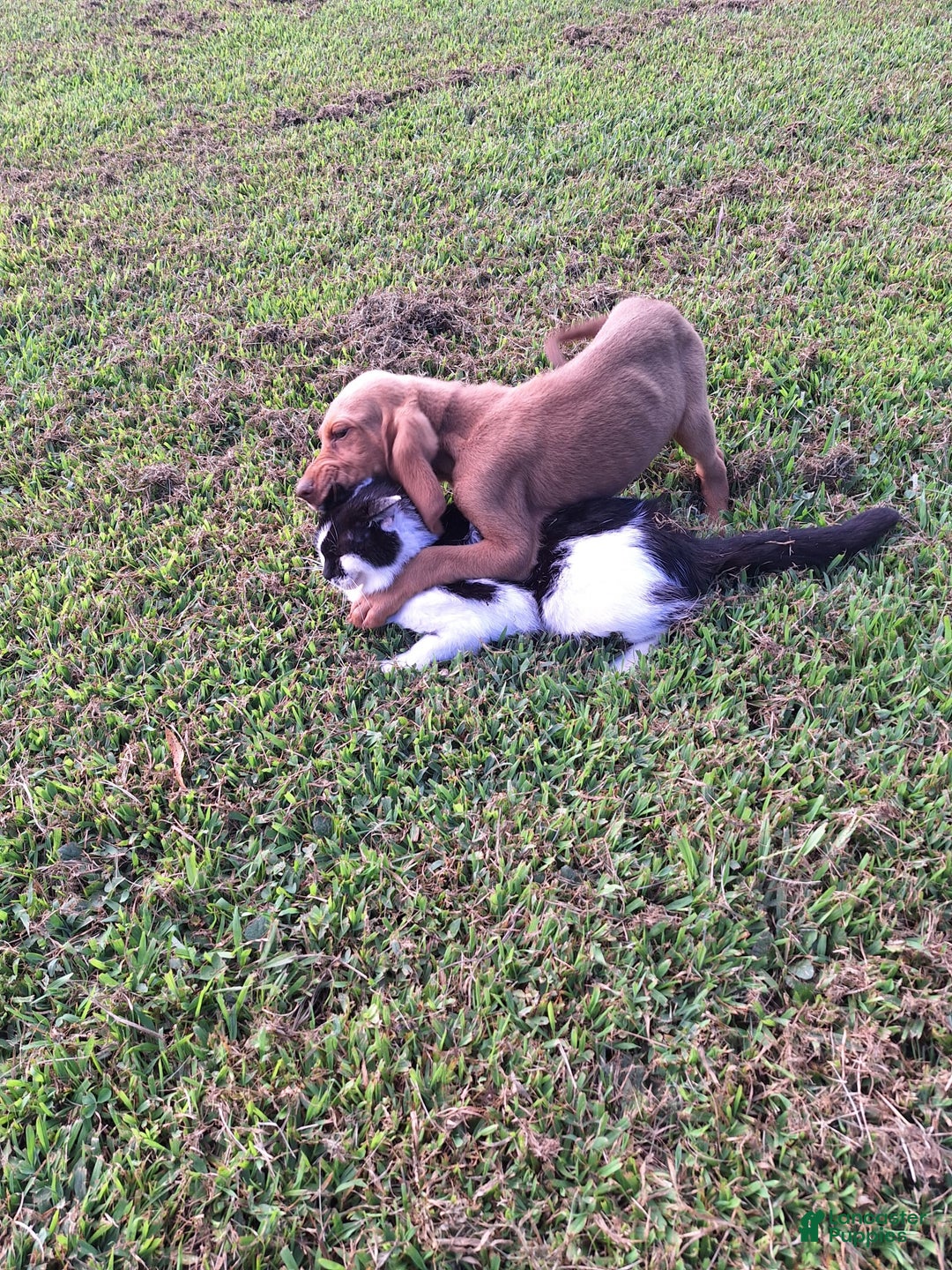 Bloodhound dogs for sale: Yellow - Image 3