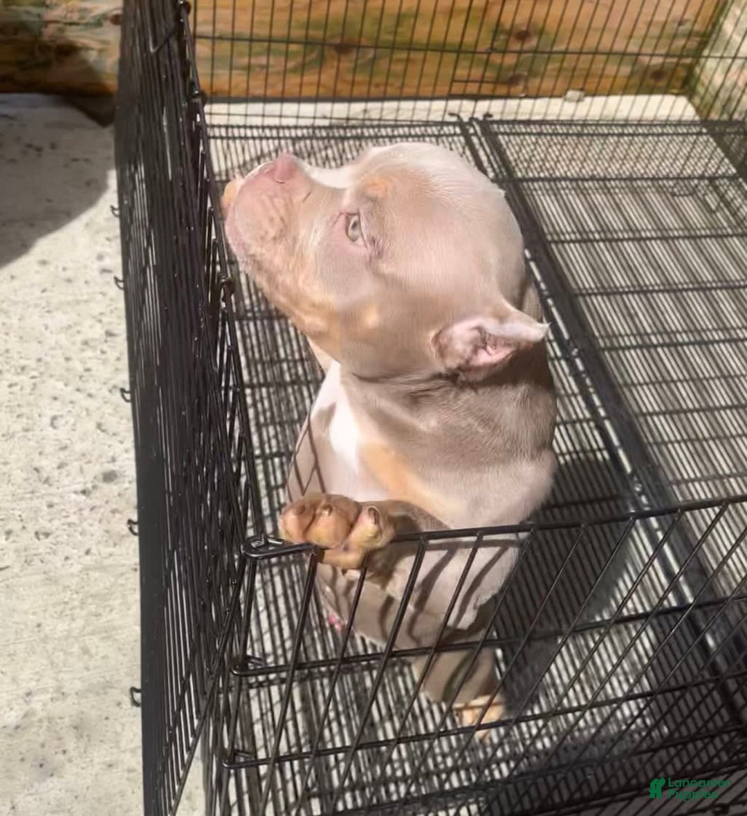 American Bully dogs for sale: Lance - Image 18