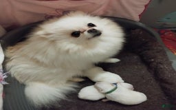 Pomeranian dogs for sale: Alvin - Image 7