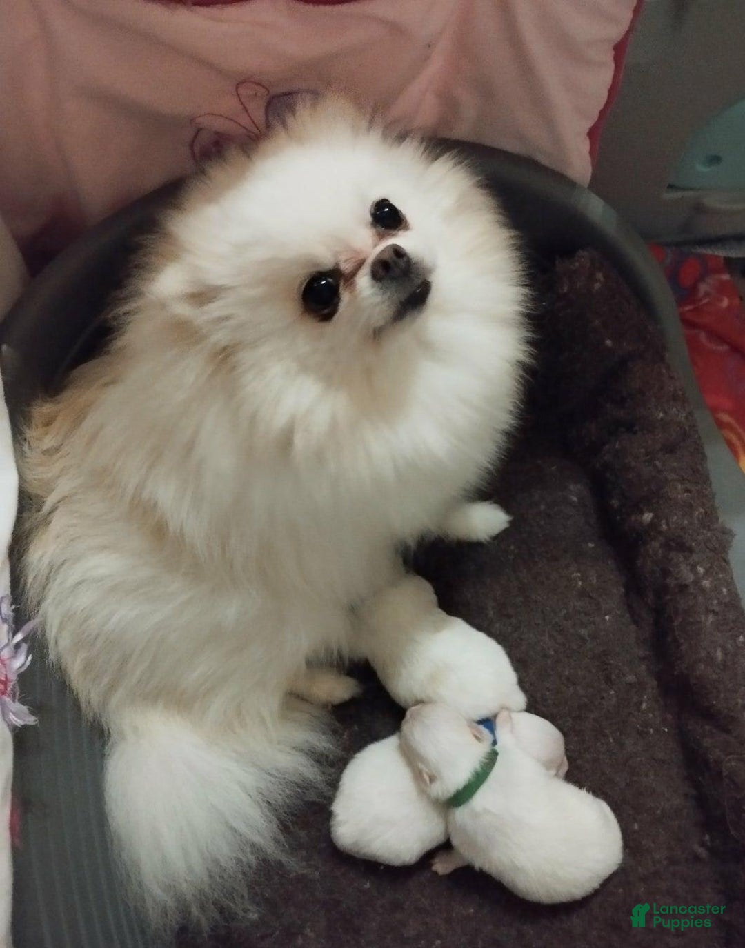Pomeranian dogs for sale: Alvin - Image 7