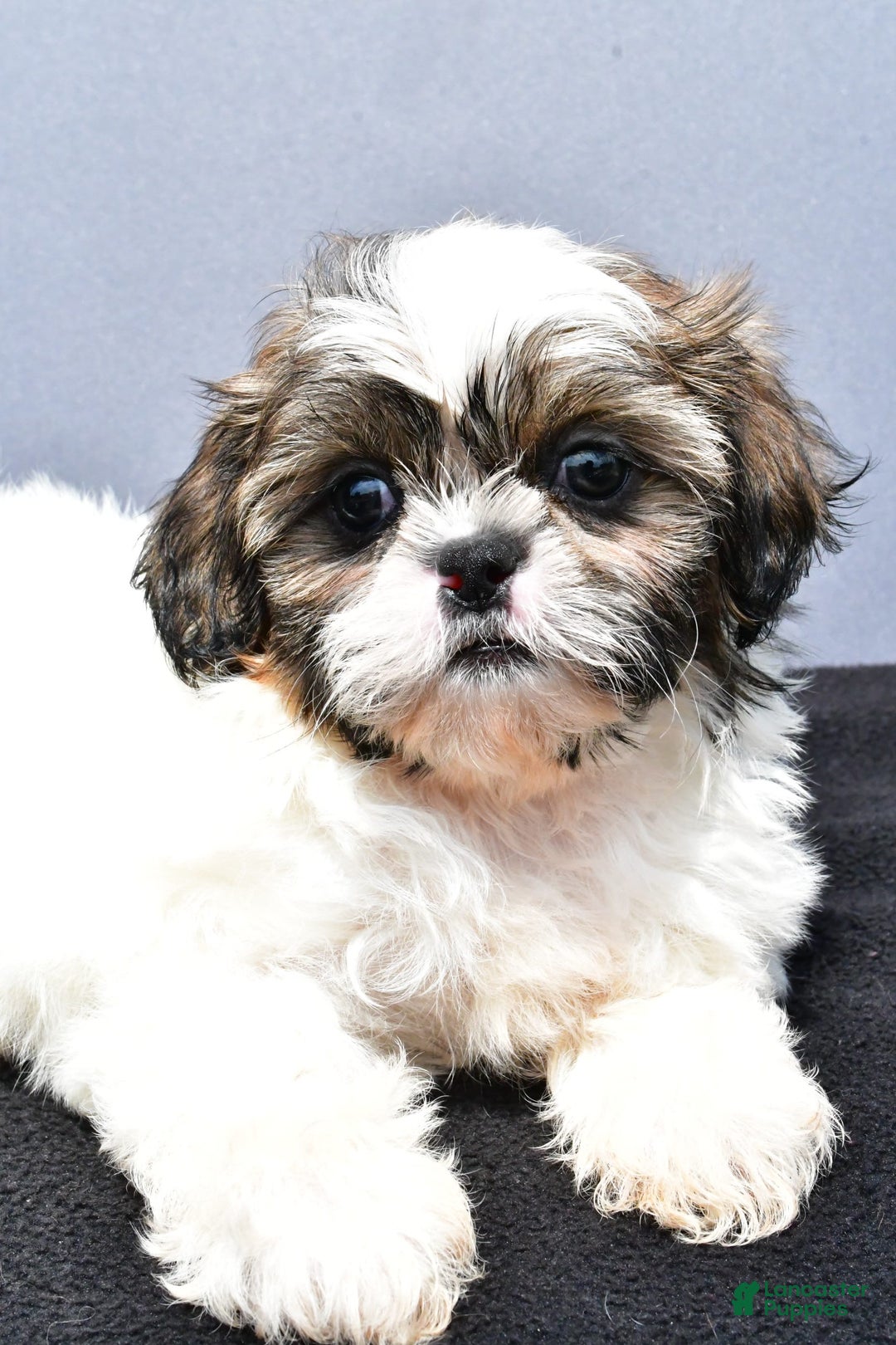 Shih Tzu dogs for sale: Beth - Image 3