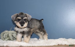 Miniature Schnauzer dogs for sale: Anna - Image 1