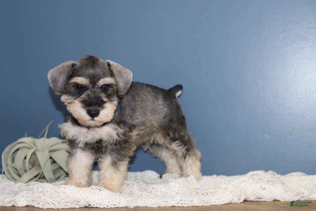 Miniature Schnauzer dogs for sale: Anna - Image 1