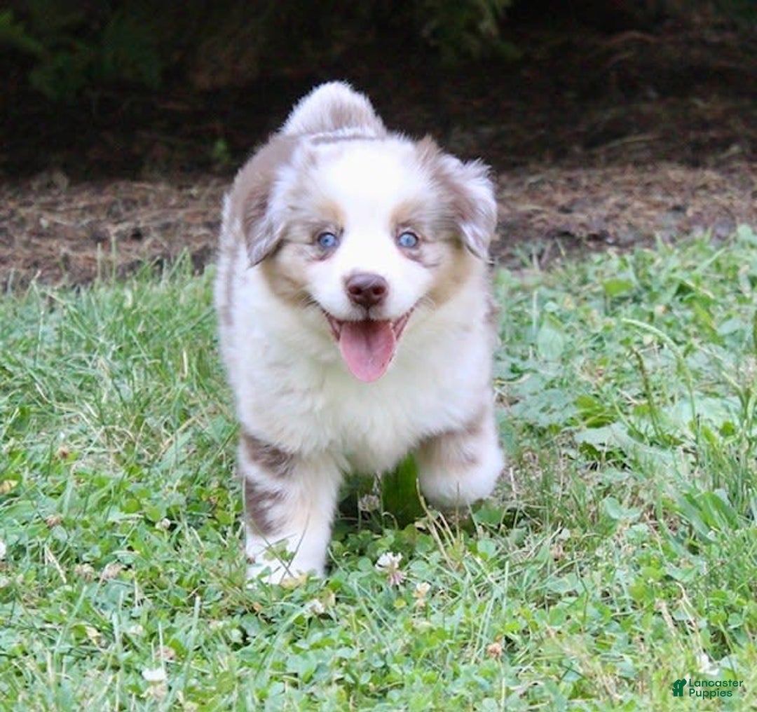 Miniature Australian Shepherd dogs for sale: Oakley - Image 5