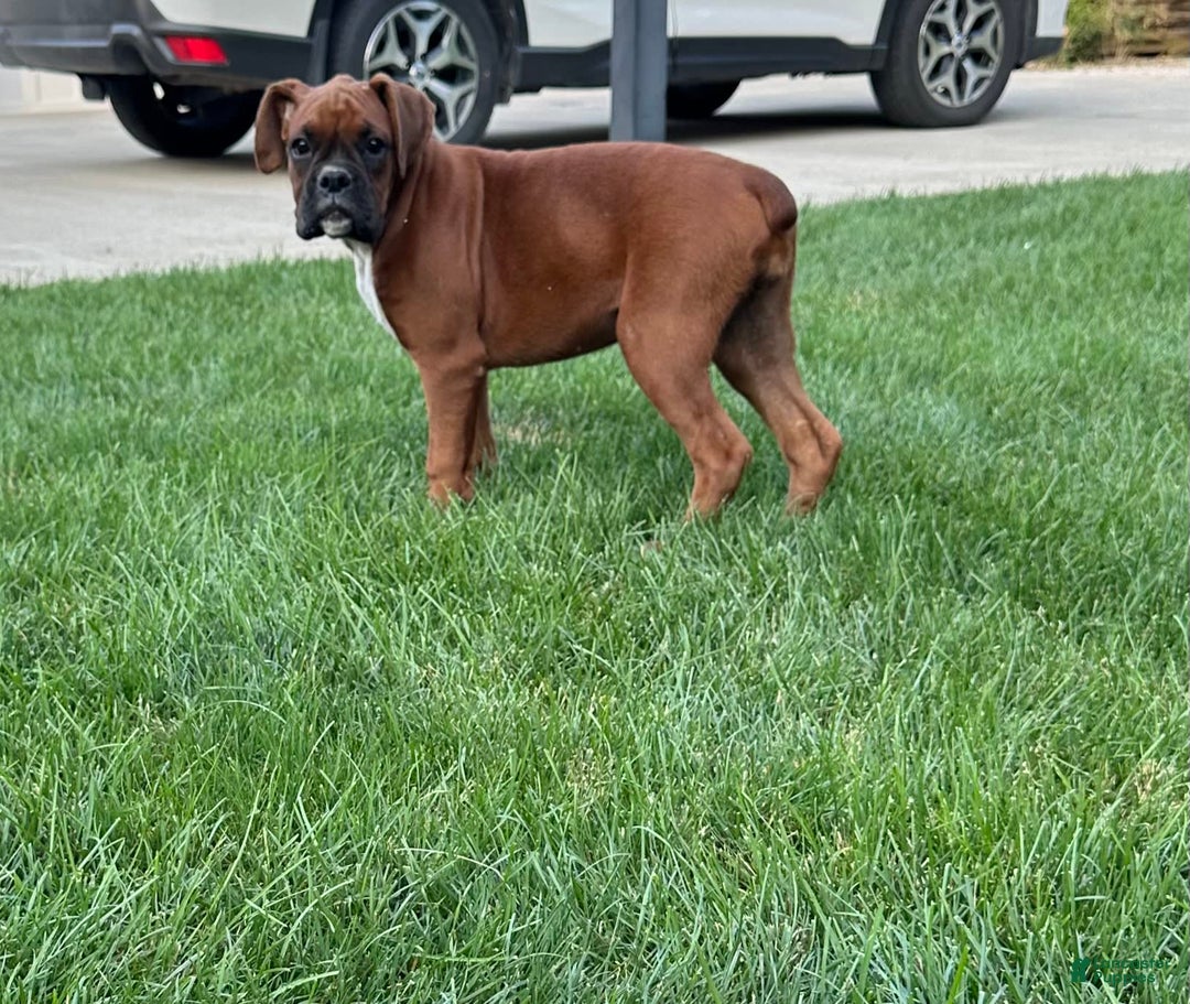 Boxer dogs for sale: Boxer 3 puppies - Image 1