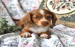 Miniature Dachshund dogs for sale: Ozzy Boots - Image 3