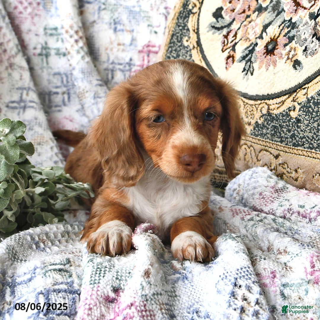 Miniature Dachshund dogs for sale: Ozzy Boots - Image 3