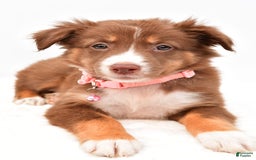 Australian Shepherd dogs for sale: Roxy - Image 4