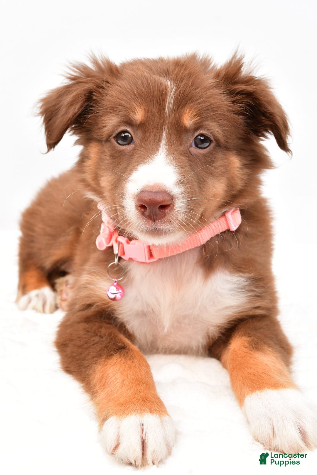 Australian Shepherd dogs for sale: Roxy - Image 4