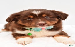 Miniature Australian Shepherd dogs for sale: Tasha - Image 10