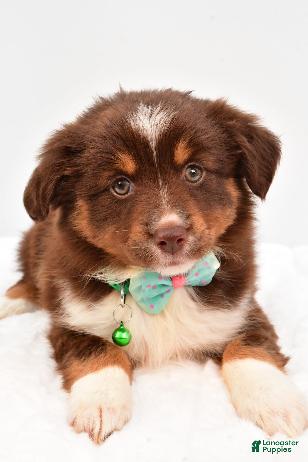 Miniature Australian Shepherd dogs for sale: Tasha - Image 10