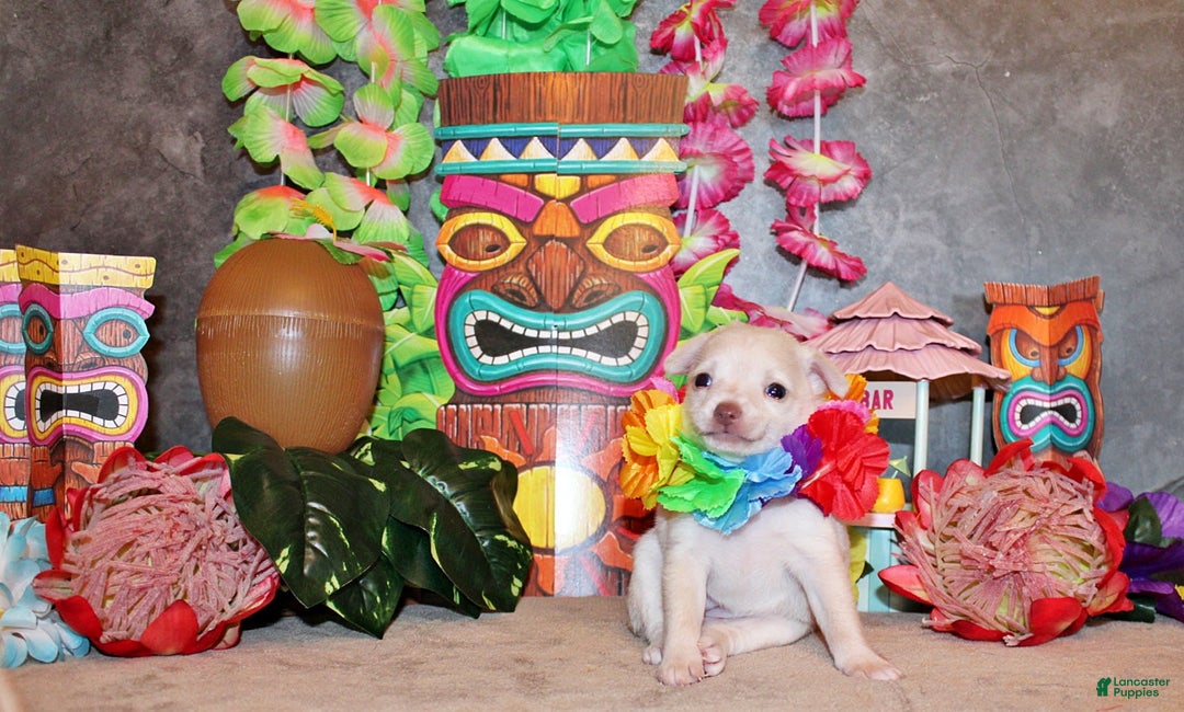 Chihuahua dogs for sale: Barbie - Image 2