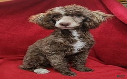 Cockapoo dogs for sale: Patches - Image 15