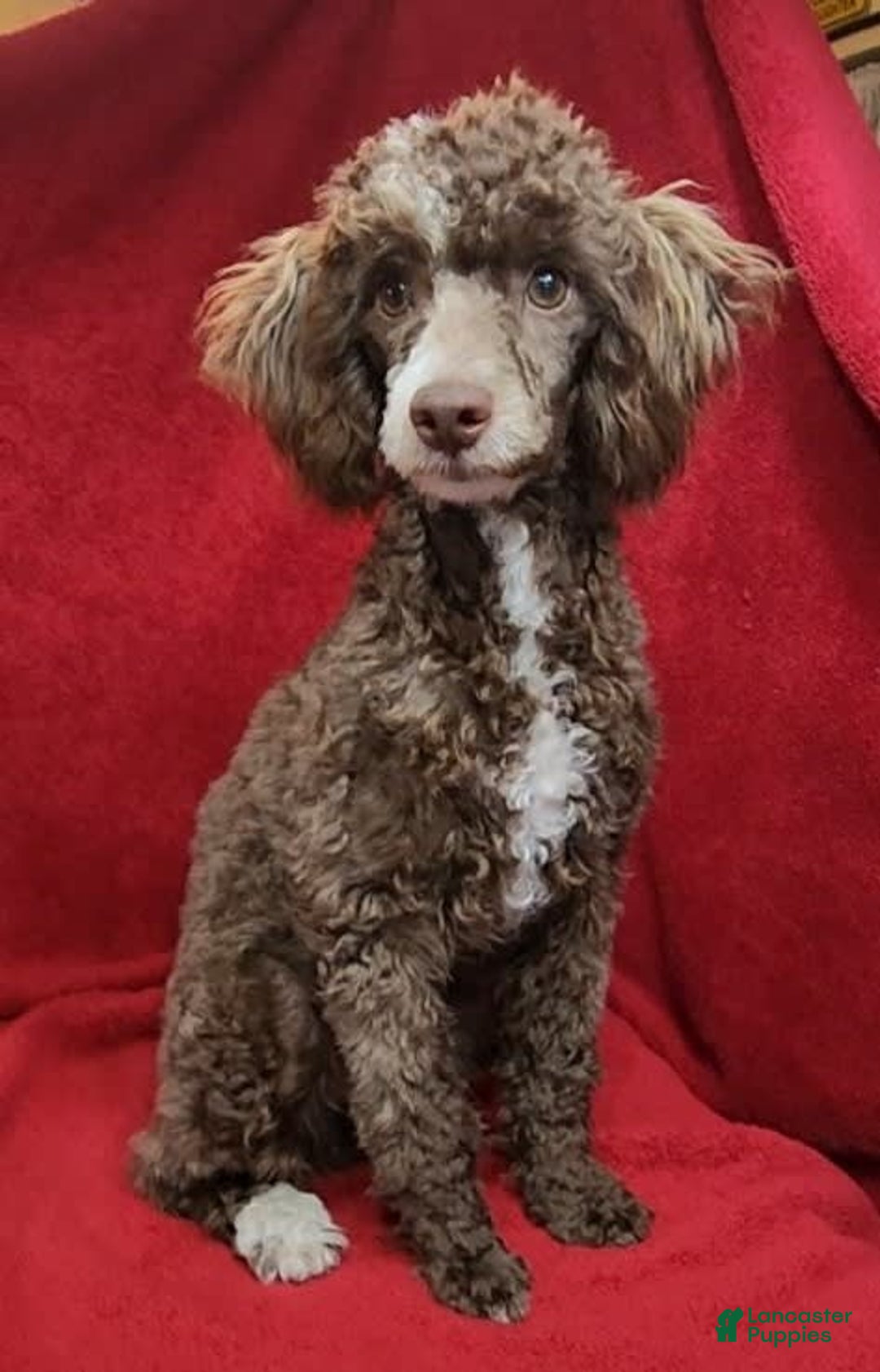 Cockapoo dogs for sale: Patches - Image 15