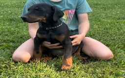 Doberman Pinscher dogs for sale: Mr. Black - Image 2