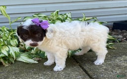  dogs for sale: Maggie - Image 2
