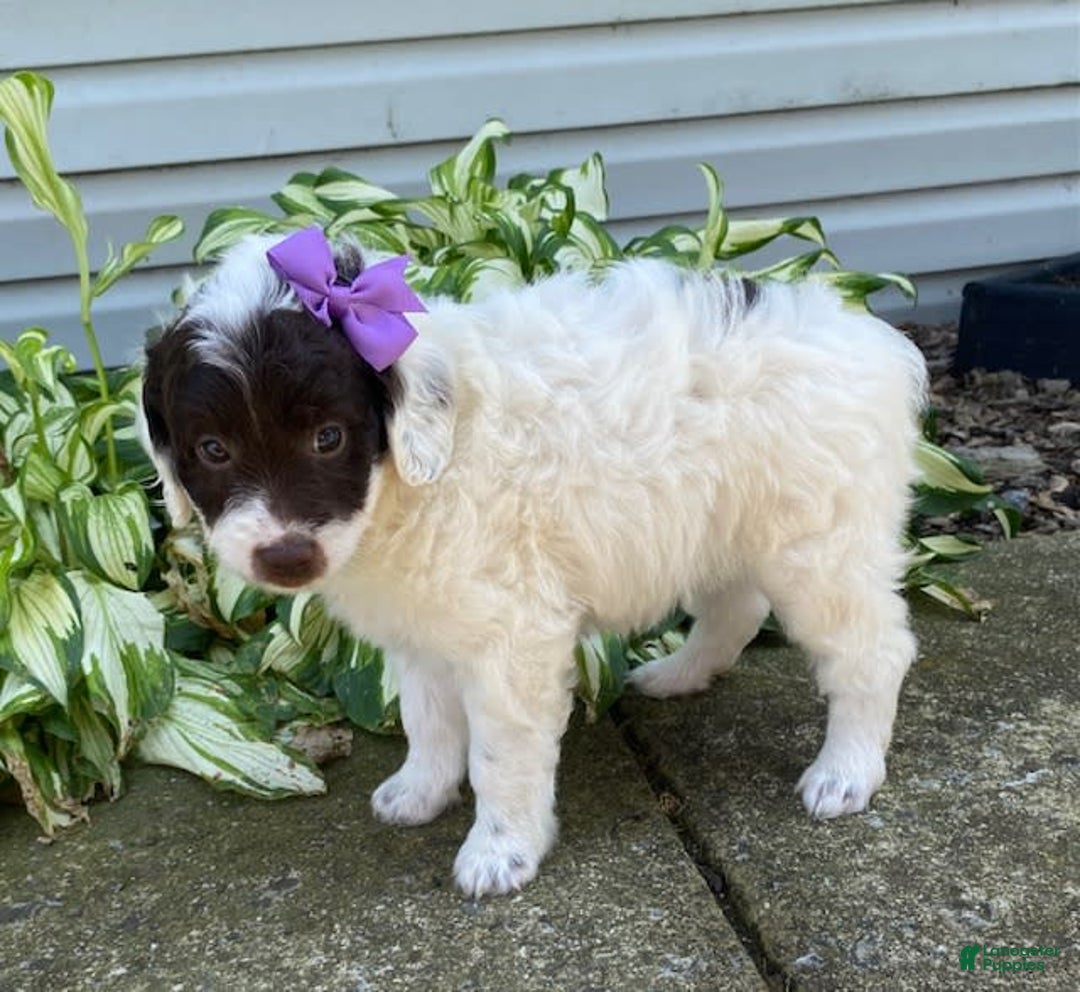  dogs for sale: Maggie - Image 2